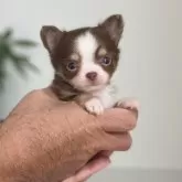 チワワ(ロング)【静岡県・男の子・2025年10月5日・チョコタン&ホワイト】の写真2