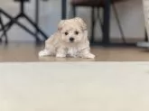 マルプー(マルチーズ×トイプードル)【静岡県・女の子・2024年12月6日・ミルクティーカラー】の写真2