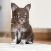 チワワ(ロング)【静岡県・男の子・2025年3月19日・チョコタン】の写真2