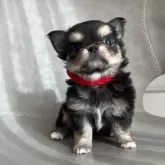 チワワ(ロング)【静岡県・女の子・2025年10月6日・ブラックタン】の写真4