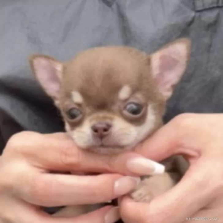 ID：2410-01016の子犬