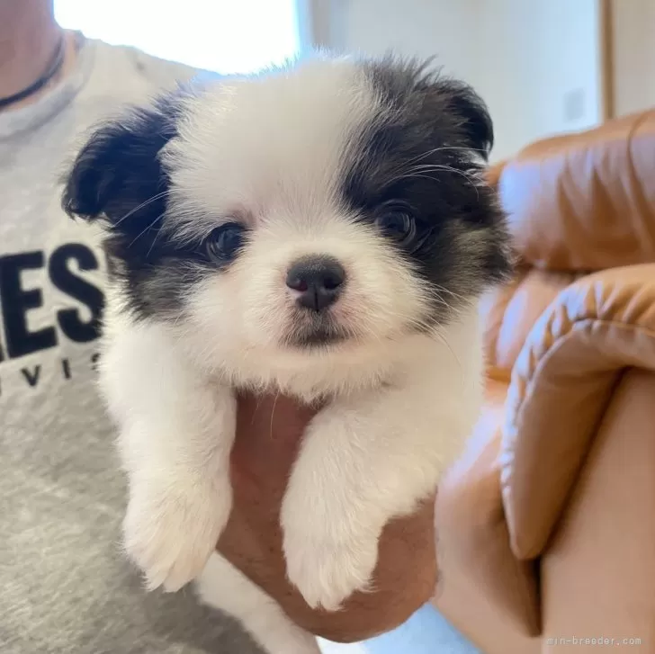 ID：2406-06932の子犬