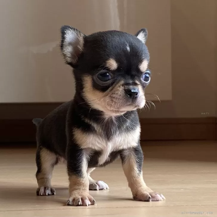 ID：2408-08396の子犬