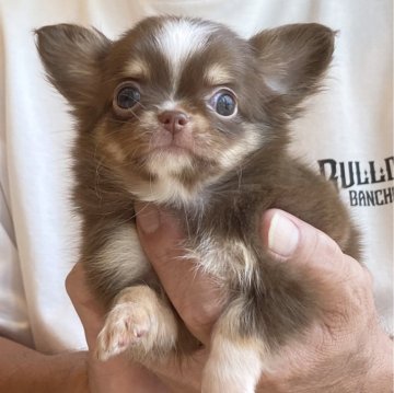 チワワ(ロング)【静岡県・男の子・2024年6月9日・チョコクリ&ホワイト】の写真「💛めっちゃ可愛いお顔の男の子💛」