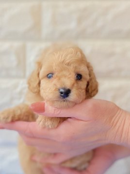 トイプードル(トイ)【静岡県・女の子・2020年9月6日・アプリコット】の写真「綺麗なクリームに近いアプリコットの女の子です♪」
