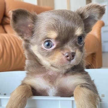 チワワ(ロング)【静岡県・女の子・2024年1月26日・チョコタン】の写真「💛おっとりマイペースな女の子💛」