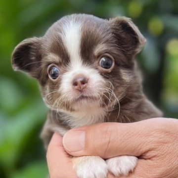 チワワ(ロング)【静岡県・女の子・2023年4月7日・チョコタン&ホワイト】の写真「❤️クリクリお目めの可愛い子ちゃん❤️」