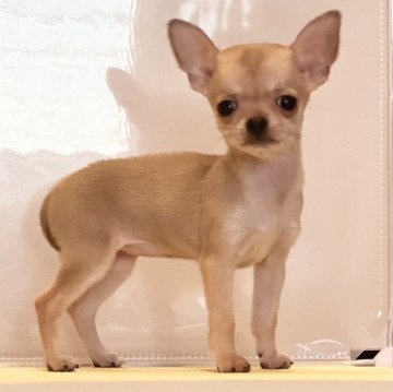 チワワ(スムース)【静岡県・女の子・2024年8月14日・レッド】の写真「❤️いつでもお迎え大丈夫です❤️」