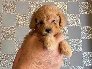 トイプードル(タイニー)【静岡県・女の子・2020年8月7日・アプリコット】の写真「アプリコットの女の子♪」