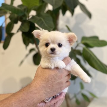 チワワ(ロング)【静岡県・男の子・2024年8月1日・クリーム&ホワイト】の写真「🎥動画🎥も見てネッ❣️」
