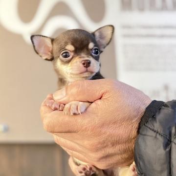 チワワ(スムース)【静岡県・男の子・2022年10月30日・チョコタン】の写真「24日クリスマスまでの期間限定価格です❤️」