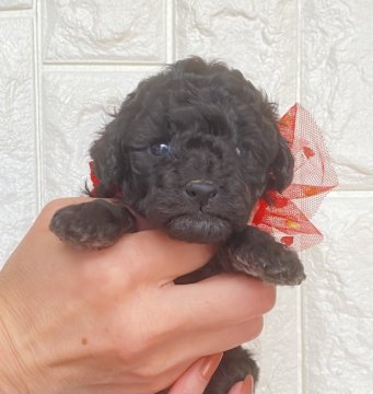 トイプードル(トイ)【静岡県・女の子・2021年4月3日・シルバー】の写真「シルバーの女の子❤️」