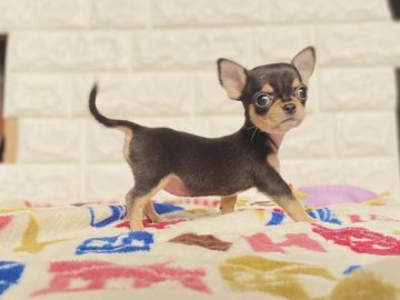 チワワ(スムース)【静岡県・女の子・2020年12月12日・ブラックタン】の写真「ブラタンスムースの女の子」