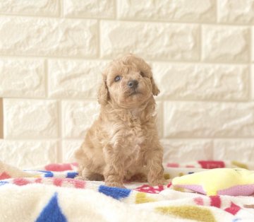 トイプードル(トイ)【静岡県・女の子・2020年9月6日・アプリコット】の写真「アプリコットの女の子♪」