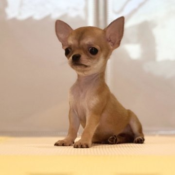 チワワ(スムース)【静岡県・男の子・2024年8月14日・フォーン】の写真「ちーーっちゃな❤️極小❤️スムチーくん」