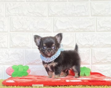 チワワ(ロング)【静岡県・男の子・2021年8月30日・ブラックタン】の写真「28日までの募集になります♬」