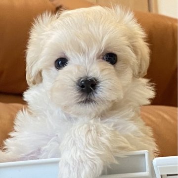 マルプー(マルチーズ×トイプードル)【静岡県・女の子・2024年2月2日・クリーム】の写真「🩷元気で人懐っこい姫ちゃん🩷」