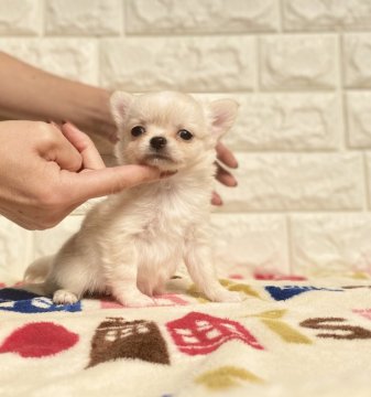 チワワ(ロング)【静岡県・男の子・2020年9月5日・クリーム&ホワイト】の写真「おっとりくん」