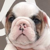 ブルドッグ【静岡県・男の子・2020年4月11日・レッド&ホワイト】の写真「レッド＆ホワイトの男の子です。」