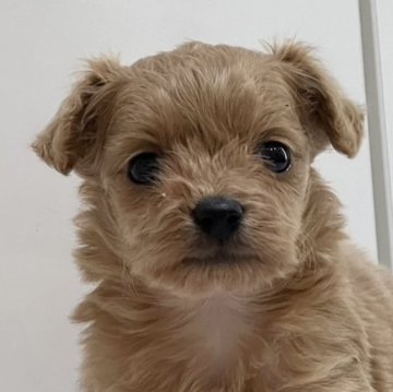 ミックス(チワワ✖︎プードル)【静岡県・女の子・2023年6月26日・アプリコット】の写真「🌻8/20にお迎えに来て頂ける方限定価格です❣️」