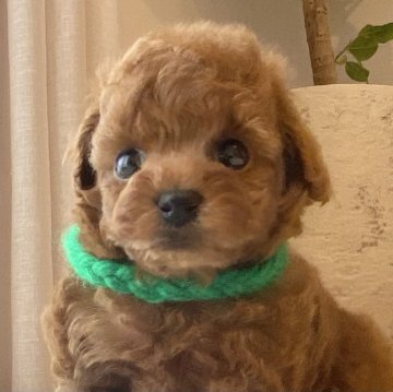 トイプードル(タイニー)【静岡県・男の子・2024年6月6日・レッド】の写真「💚ナチュラルテールの🐩くんです💚」