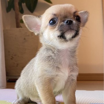 チワワ(スムース)【静岡県・男の子・2023年12月23日・レッド】の写真「2／22迄の募集になります😌」