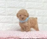 タイニープードル【静岡県・男の子・2021年8月22日・アプリコット】の写真1