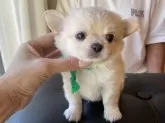チワワ(ロング)【静岡県・男の子・2024年8月1日・クリーム&ホワイト】の写真5