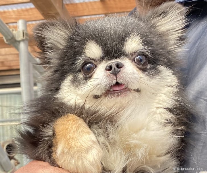 チワワ(ロング)【・男の子・2022年2月26日・ブラックタン＆ホワイト】