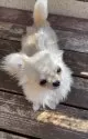チワワ(ロング)【群馬県・男の子・2024年8月19日・クリーム ホワイト】の写真9