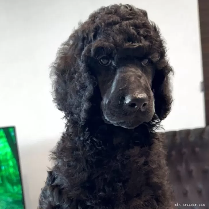 ID：2507-07811の子犬