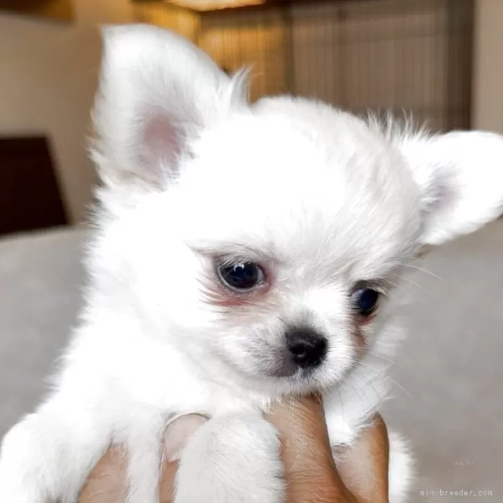 ID：2505-07261の子犬