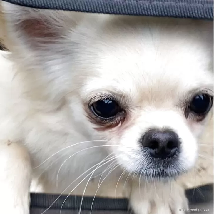 ID：2409-05549の子犬