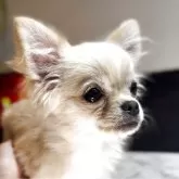 チワワ(ロング)