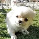 チワワ(ロング)