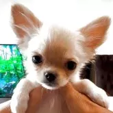 チワワ(ロング)