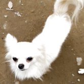 チワワ(ロング)