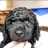 スタンダードプードル【群馬県・男の子・2025年3月15日・ブラック】の写真2