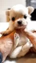 チワワ(ロング)【群馬県・男の子・2025年9月11日・クリームホワイト】の写真8