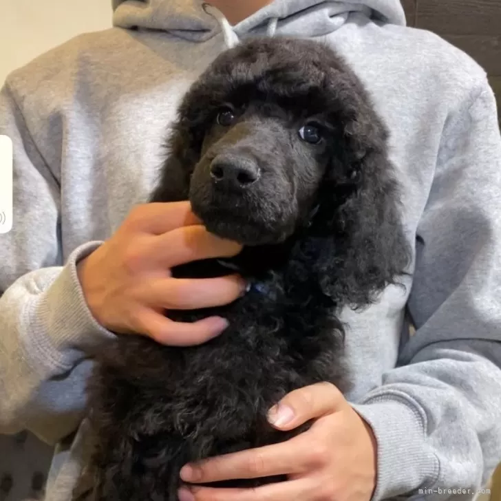 ID:2402-06334の子犬