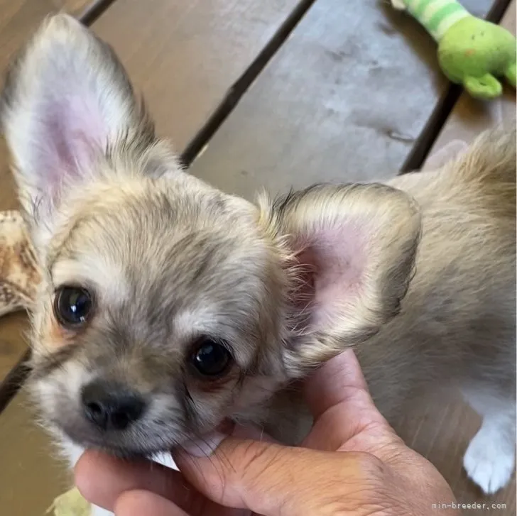 ID:2306-04217の子犬
