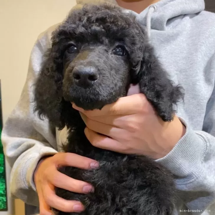ID：2402-06342の子犬