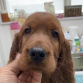 アイリッシュセッター
