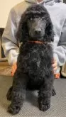 スタンダードプードル【群馬県・男の子・2024年1月21日・ブラック】の写真3