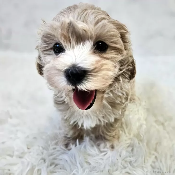 ID：2502-05773の子犬