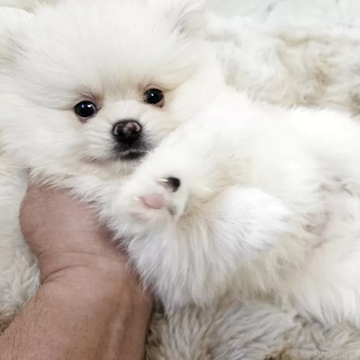 ID：2501-01689の子犬