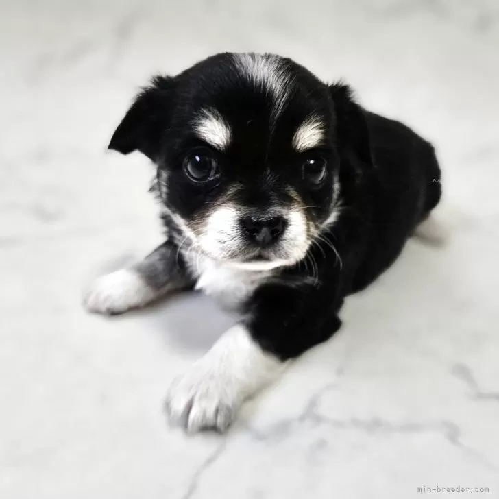 ID:2508-01550の子犬