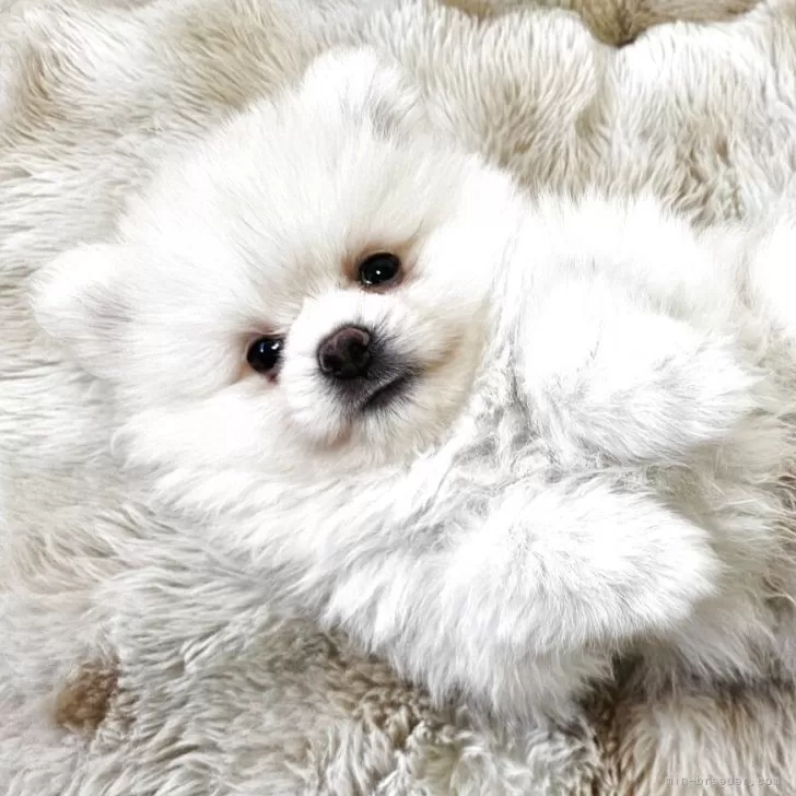 ID:2507-03056の子犬