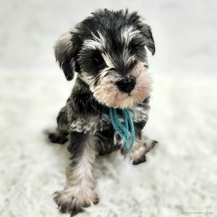 ID：2411-00738の子犬