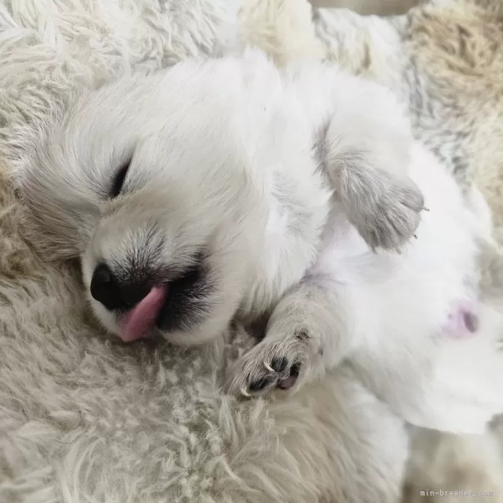 ポメラニアン【埼玉県・女の子・2025年10月26日・クリーム✕ホワイト】の写真1